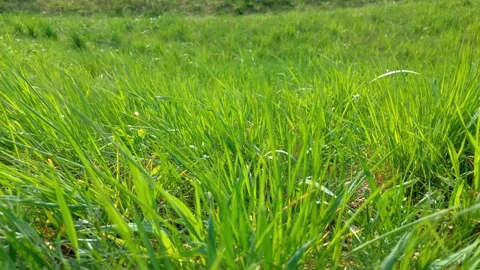 Grass swaying in the wind Stock Footage 272357912