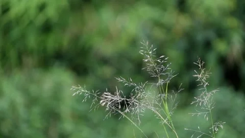 Grass swaying in the wind Stock Footage 280376678