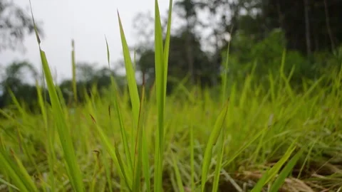 Grass swaying in the wind Stock Footage 288048347