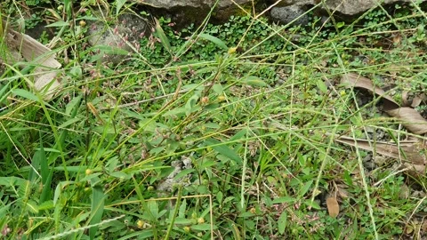 Grass swaying in the wind Stock Footage 305468806