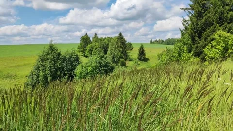 Grass swaying in the wind Stock Footage 314465686