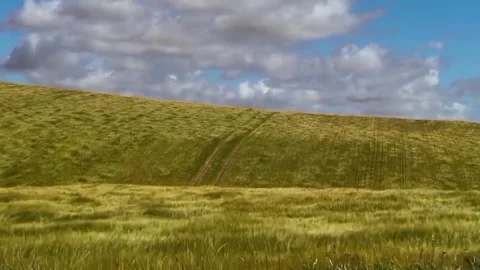 Grass swaying in the wind Stock Footage 318840349