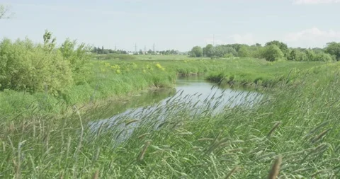 Grass swaying in the wind in front of a river in a meadow Stock Footage 159980791