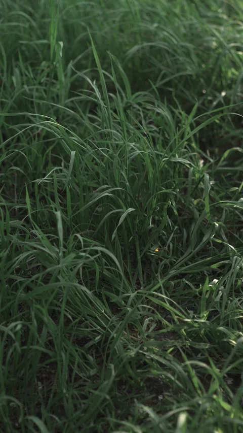 Grass swaying in the wind. Green grass close-up. Stock Footage 274641927
