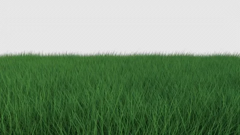 Grass swaying wind Looped with Alpha Matte Stock Footage 163516228