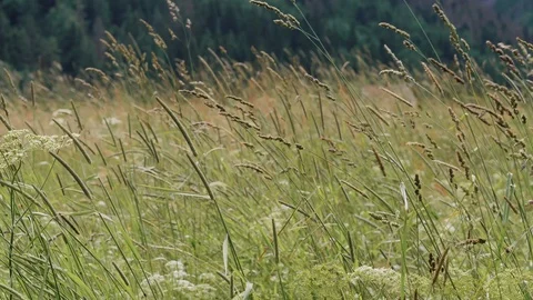 Grass swaying in the wind in the mountains Video stock 106993727