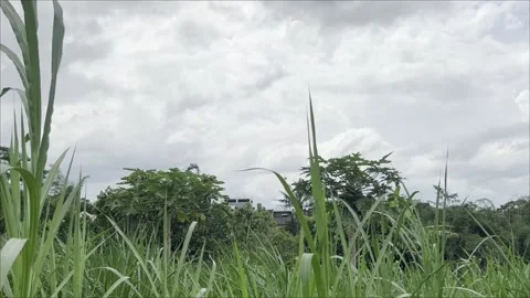 Grass Swaying in the Wind with Papaya Trees in the Background 스톡 동영상 339698590