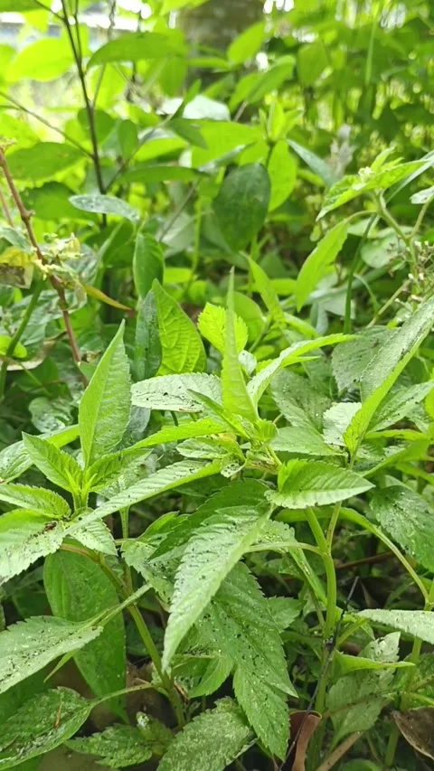 The grass swaying in the wind in the rain Stock Footage 236605451
