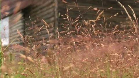 The grass is swaying in the wind. Shot close up Stock Footage 187466455