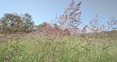 Grass Swaying In The Wind In Slow Motion Stock Footage 136302842