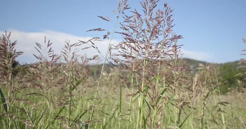 Grass Swaying In The Wind In Slow Motion. Close view Stock Footage 136304071