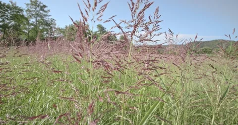 Grass Swaying In The Wind In Slow Motion. Very close view Stock Footage 136316337