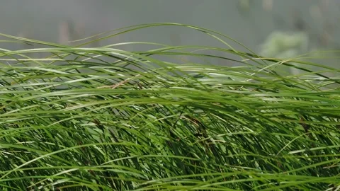 Grass swaying in the wind in slow motion.  Close up green grass background Stock Footage 154057755