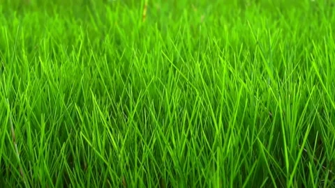 Grass swaying in the wind in slow motion. Stock Footage 169208957