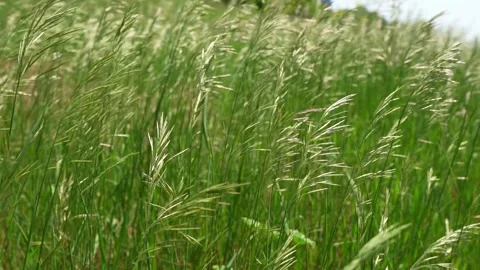 Grass swaying in wind slow motion Stock Footage 242442989