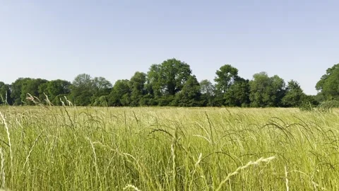 Grass swaying in the wind in slow motion Stock Footage 245448233