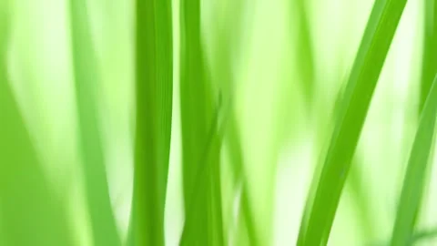 Grass swaying in the wind in slow motion. Video stock 250739760