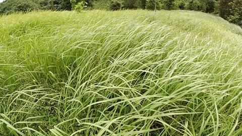 The grass is swaying in the wind slowmotion Stock Footage 112101397