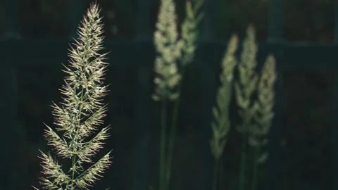 Grass swaying in the wind at sunset Stock Footage 257857533