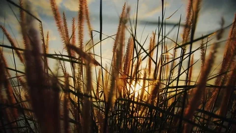 Grass swaying in the wind with sunset at sea in the background Stock Footage 75464423
