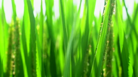 Grass Swaying in the Wind Under the Sunlight (4K) Video stock 330279987
