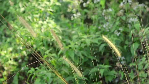 Grass swaying in the wind with wild green plants in the background Stock Footage 333720974