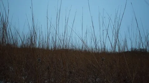 Grass swaying in the wind in winter Stock Footage 108641387