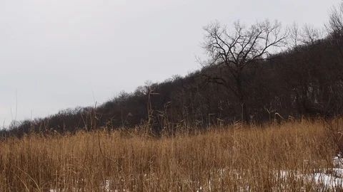Grass swaying in the winter breeze Stock Footage 108641611