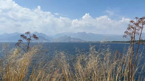 Grass sways against the backdrop of the sea and mountains. sea coast on a sunny Stock Footage 307760440