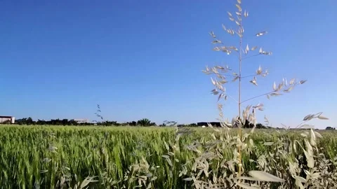 The grass sways against the background of the field in summer.  Stock Footage 197142351