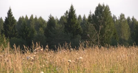 The grass sways against the forest Stock Footage 97758527