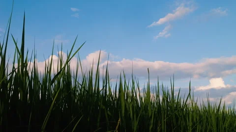 Grass sways in the breeze while moving clouds Stock Footage 277069829