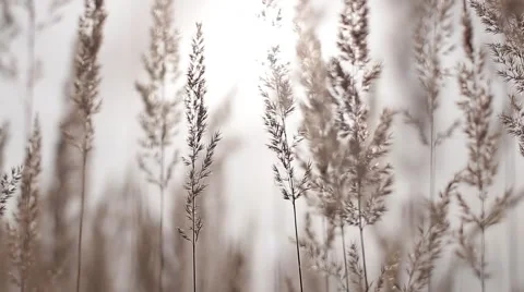 Grass sways in a field breath of wind during sunset Stock Footage 68906215