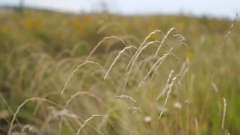 Grass sways on the field Stock Footage 105290648