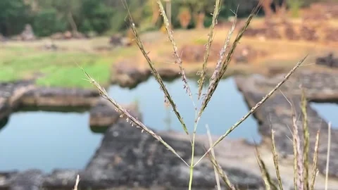 The grass sways Stock Footage 306713858