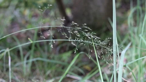 Grass sways in the forest close-up Video stock 113288448