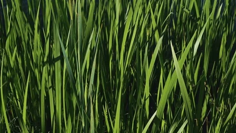 Grass sways gently in the breeze as it captures sunlight during different times Stockbeeldmateriaal 344526050