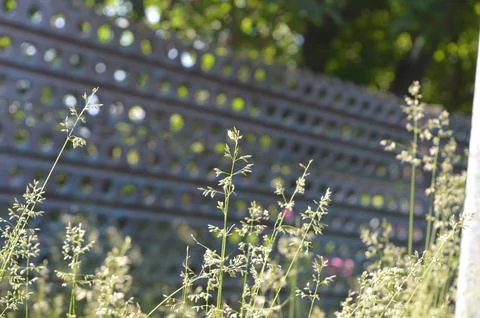 Grass sways gently in front of a patterned metal structure under sunlight in a Stock Photos