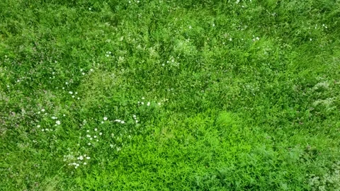 Grass sways in the meadow, top view Video stock 278607832