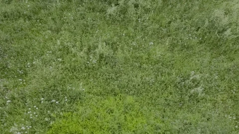 Grass sways in the meadow, top view Stock-Footage 278607838