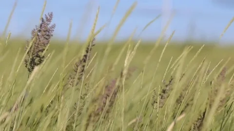 The grass sways in a strong wind. Stock Footage 72599673