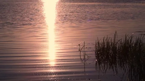 The grass sways in the water river on the summer sunset. Relax and meditation. Stock Footage 146536611