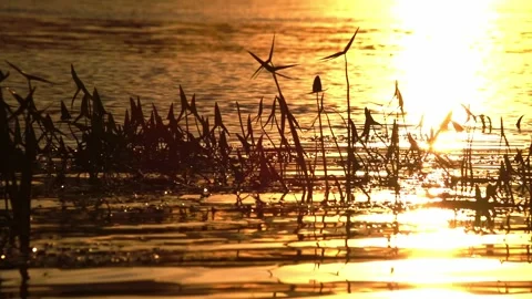 Grass sways on the waves of the river against the backdrop of a summer sunset Stock Footage 255958873