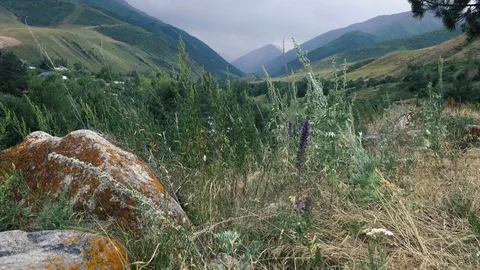 The grass sways from the wind against the backdrop of the mountains Video stock 112400262
