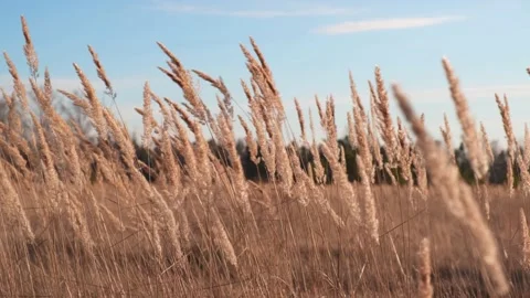 Grass sways in the wind against background of blue sky with clouds at sunset. 4k Stock Footage 201478367