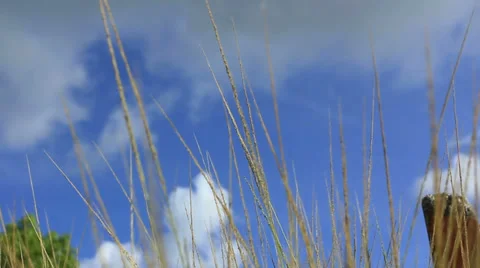 Grass sways in the wind against a blue winter sky 스톡 동영상 38637823