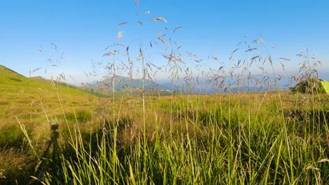 Grass sways in wind against mountain. Slowmo 库存影片 211098995