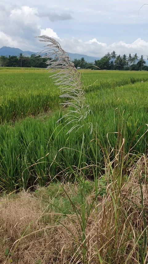 The grass sways in the wind with a background of rice fields and rural scenery Stock Footage 330457515