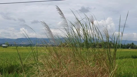 The grass sways in the wind with a background of rice fields and rural scenery Stock Footage 330457543