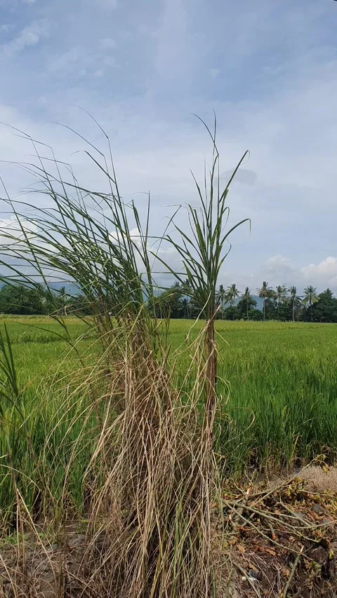 The grass sways in the wind with a background of rice fields and rural scenery Stock Footage 330457983